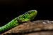 Zauneidechse - Lacerta agilis von Rob Smit
