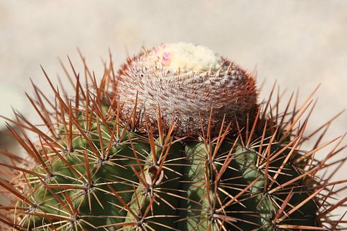 cactus cactussen melocactus