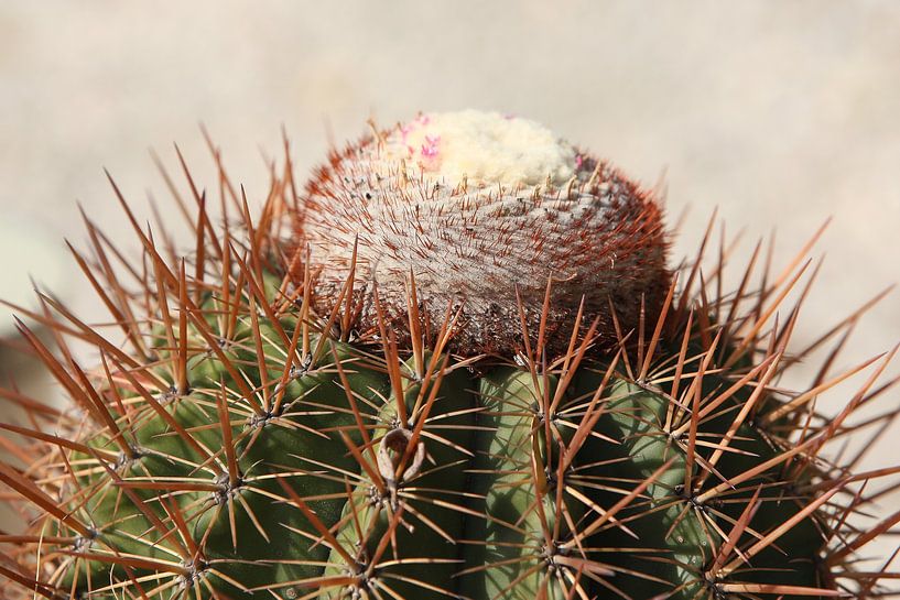 cactus cactussen melocactus par Frans Versteden