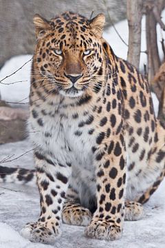 Een lijfelijk luipaard uit het Verre Oosten zit in de sneeuw, een krachtig lijf met een vrij uitzich van Michael Semenov