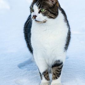 A little confused, he looks around in the snow during his first winter by Harald Schottner