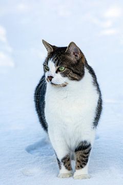Een beetje verward kijkt hij rond in de sneeuw tijdens zijn eerste winter