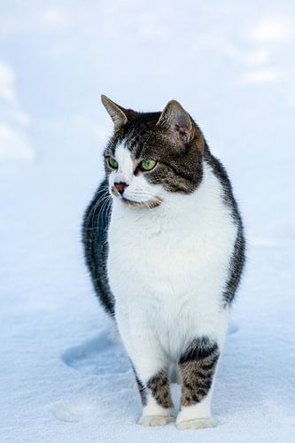 Een beetje verward kijkt hij rond in de sneeuw tijdens zijn eerste winter