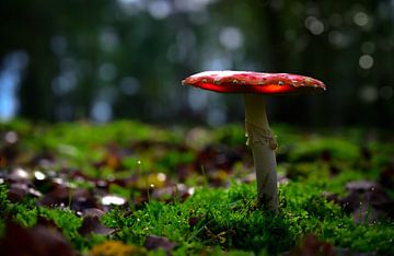 Fly agaric by Peter Deschepper