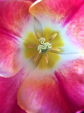 Le coeur de la tulipe sur Sandra van der Burg