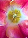 Das Herz der Tulpe von Sandra van der Burg Miniaturansicht