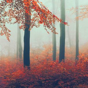 La forêt de novembre dans le brouillard