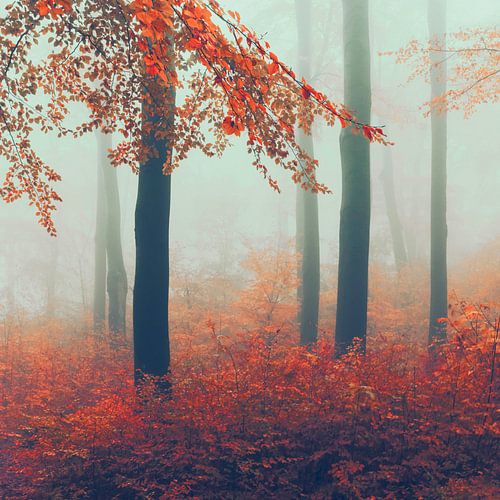 November bos in mist