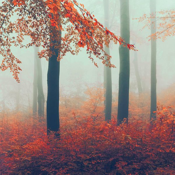 November forest in fog by Dirk Wüstenhagen
