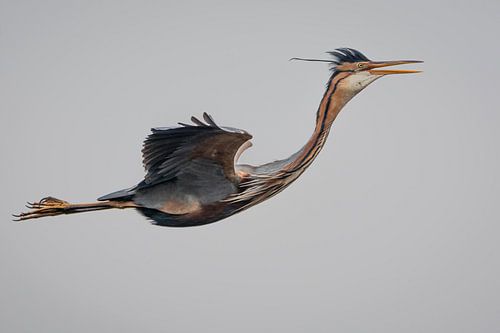 Purple heron in flight