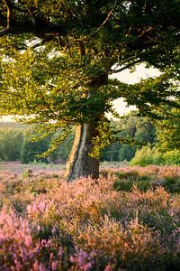 Heather sur la colline