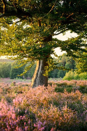 Heather on the Hill by Max ter Burg Fotografie