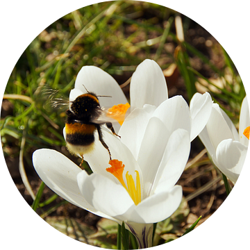 A bumblebee flying to a crocus flower van Yven Dienst