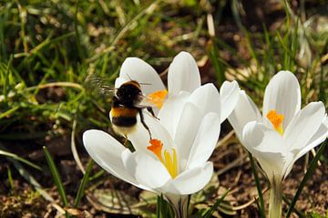 A bumblebee flying to a crocus flower van Yven Dienst