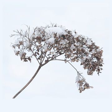 Gedroogde hortensia bloem hoofd Winter, High-key van Imladris Images