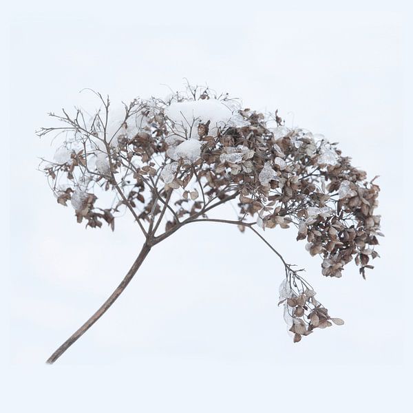 Dried Hydrangea Flower head Winter, High-key by Imladris Images