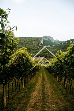 Het pad naar het landhuis door een wijngaard in Arco, Italië