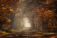 forest colour