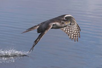 Havik (Accipiter gentilis) van Ronald Pol