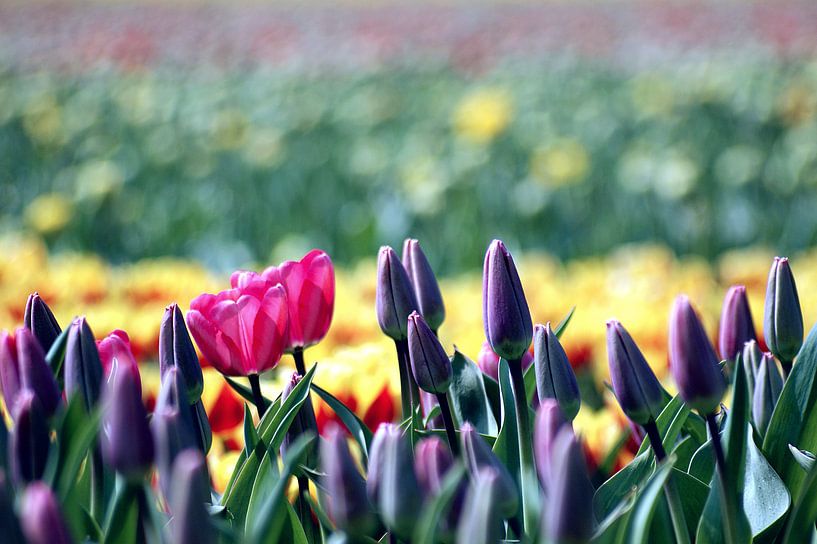 Les couleurs du printemps hollandais par Remy De Milde