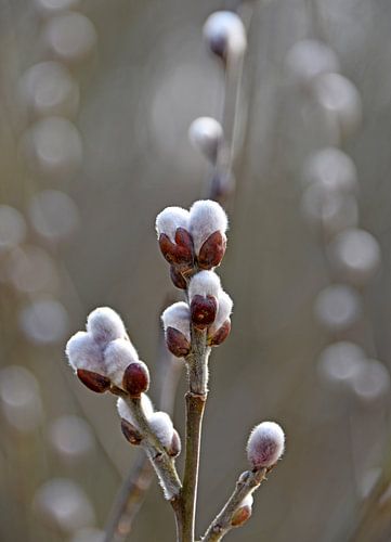 Wilgenkatje