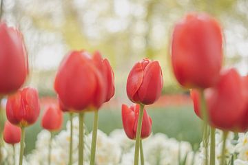 Rode tulpenmanina in Lisse in de lente van Andy Luberti