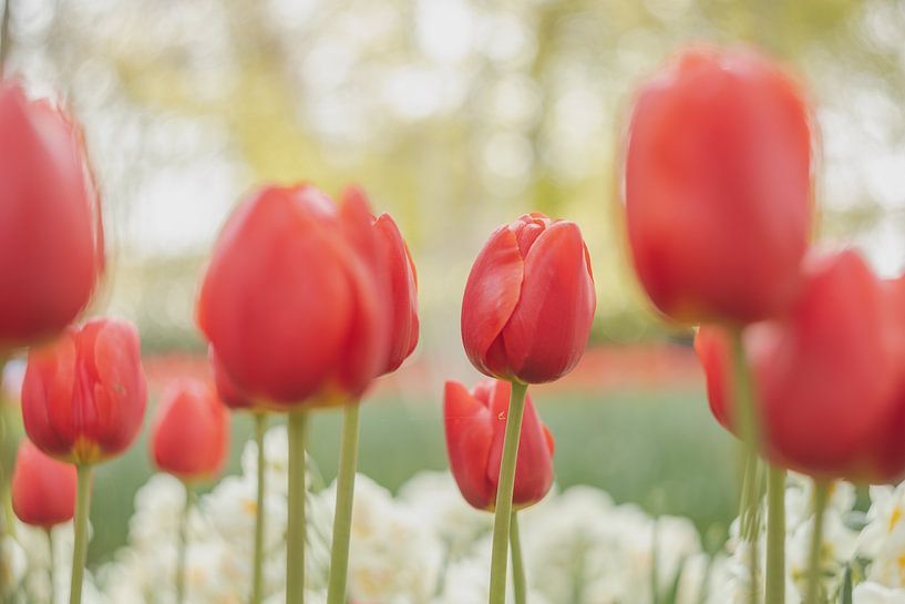 Red tulip manina in Lisse in spring by Andy Luberti