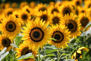 Fraaie zonnebloemen in volle bloei van Imperial Art House