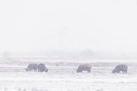 Schottische Highlander in Winterlandschaft