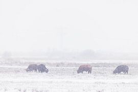 Schottische Highlander in Winterlandschaft von Willemke de Bruin