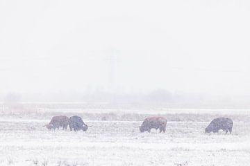 Schotse Hooglanders in winters landschap van Willemke de Bruin