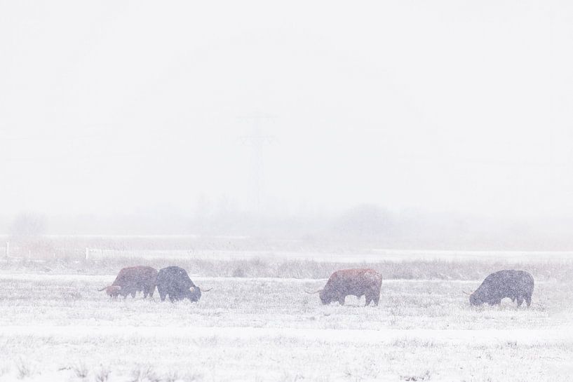 Scottish Highlanders in winter landscape by Willemke de Bruin
