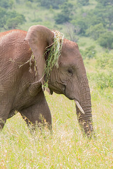 Elephant with a new hairdo