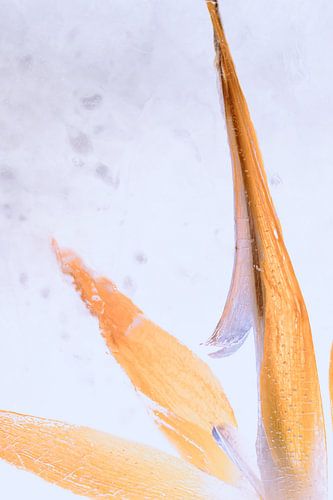 Scaevola in Eis 3 von Marc Heiligenstein