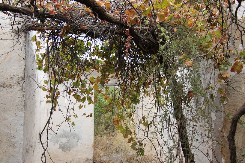 nature overgrown old house by Jan Katuin