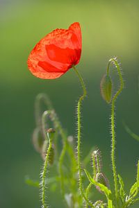 Poppy