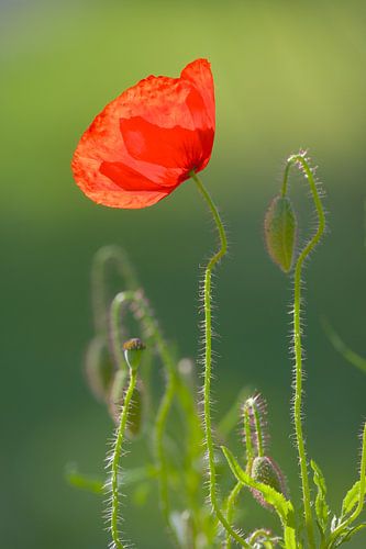 Mohn