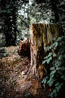 Falling tree