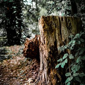 Fallender Baum von Bernadet van der Werf