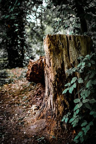 Fallender Baum