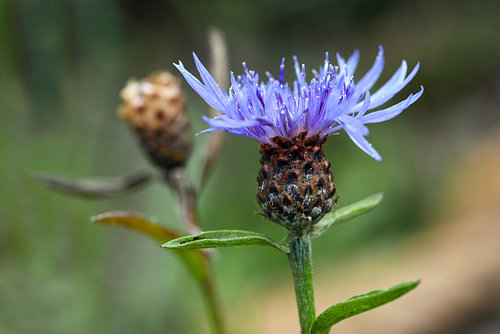 Kornblume (Centaurea cyanus) auf einer Naturwiese, Nahaufnahme der Blüte, grüner Hintergrund mit Kop