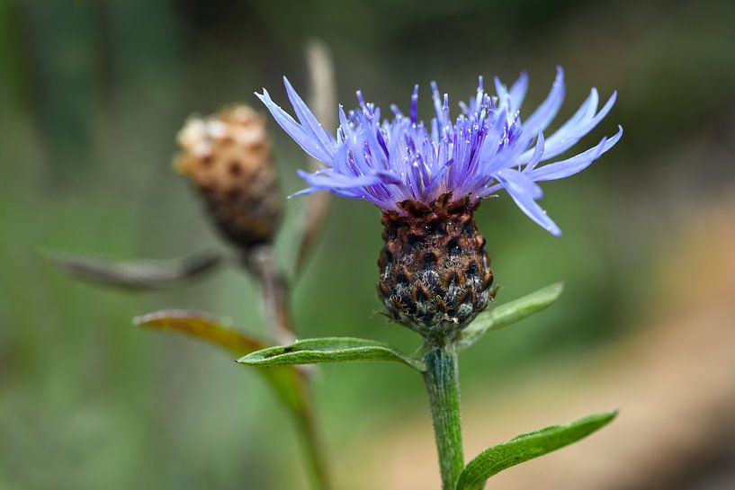 korenbloem (Centaurea cyanus) op een natuurlijke weide, close-up van de bloem, groene achtergrond me van Maren Winter