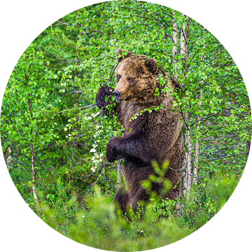 Bruine beer (Ursus arctos) schuurt rug tegen boom