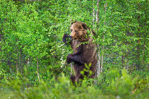 Bruine beer (Ursus arctos) schuurt rug tegen boom