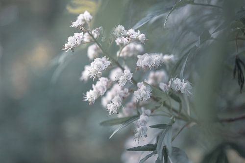 flowers part 285