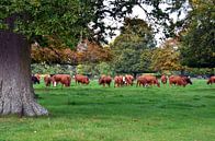Kudde grazende roodbonte koeien in een wei met eikenbomen in de Cotswolds van Gert Bunt thumbnail