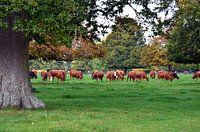 Kudde grazende roodbonte koeien in een wei met eikenbomen in de Cotswolds