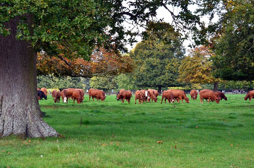 Kudde grazende roodbonte koeien in een wei met eikenbomen in de Cotswolds van Gert Bunt