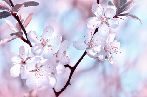 Cherry blossoms