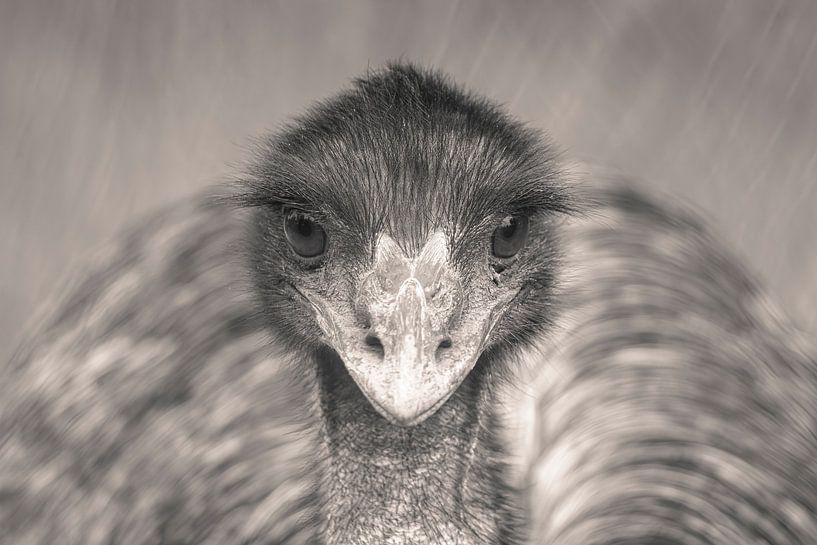 Die Seele eines Emus von Hilda Weges